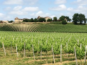Chateaux and vineyards surround us - here, Chateau Puy-Fromage in the background.