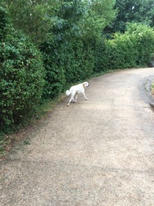 The dog at the Rest House decided to accompany us for a couple of kms - he must have sensed we were novices. 