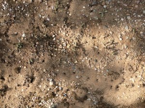 And infested with ants!