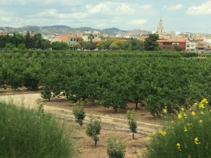Acres of olive and citrus groves along the route to Murcia.