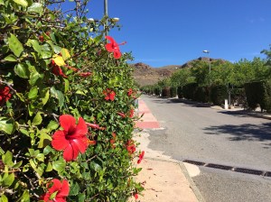 Colourful hibiscus and bougainvillea bushes - unmistakably Mediterranean.