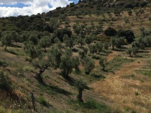 Olive groves in Diezma.