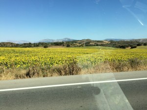Sunflower fields light up the sides of the road around Campilos.