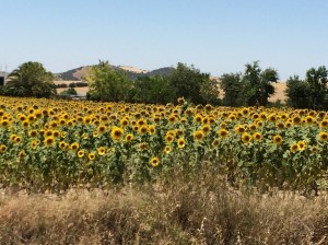 Sunflowers facing away from the sun.