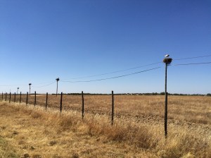 A line of stork nests along the side of the road.