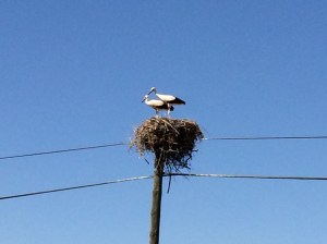 Seen from closer us, there was always a pair of storks but sometimes three storks in a nest.