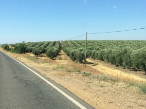 Young cork trees near Beja.
