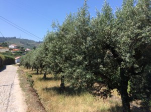 Olive trees along the path.