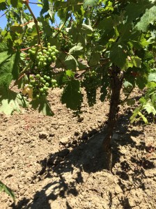 After a long drought, the soil was very dry and grapes not well-formed for the time of year. The sunflowers too were very small.
