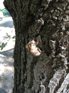 Discarded cicada shell - there were hundreds of them stuck to the trunks of trees.