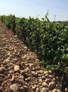 Soil dry and more pebbly than other wine growing regions we'd seen.  Does this account for the special quality of the wine?