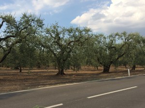 Olive groves line the road at San Severo.