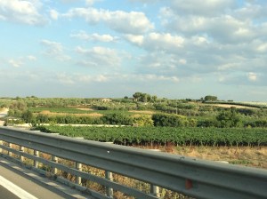 Around Barletta - acres of olive groves and rows of vines everywhere you looked. 