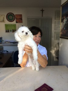 'Sissi' the campsite poodle greeting us at the Gioninazzi campsite.