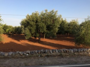Rich red soil and olive groves all around.