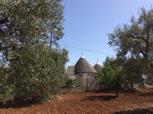 Trulli become more frequent as we approach Arbarobello.