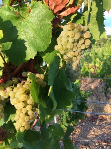 Chardonnay grapes at Chateau de l'Hestrange.