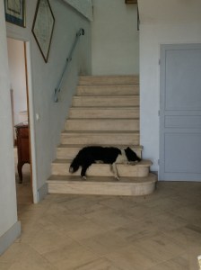 ..or some impromptu snoozing on the stairs after all the activity.