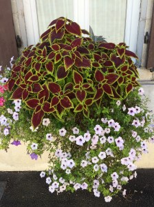 A beautiful window-sill in Saint-Pourcain.