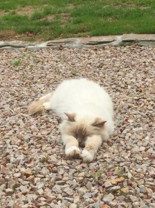 While the other, Anoushka, pretends to be a hedgehog.